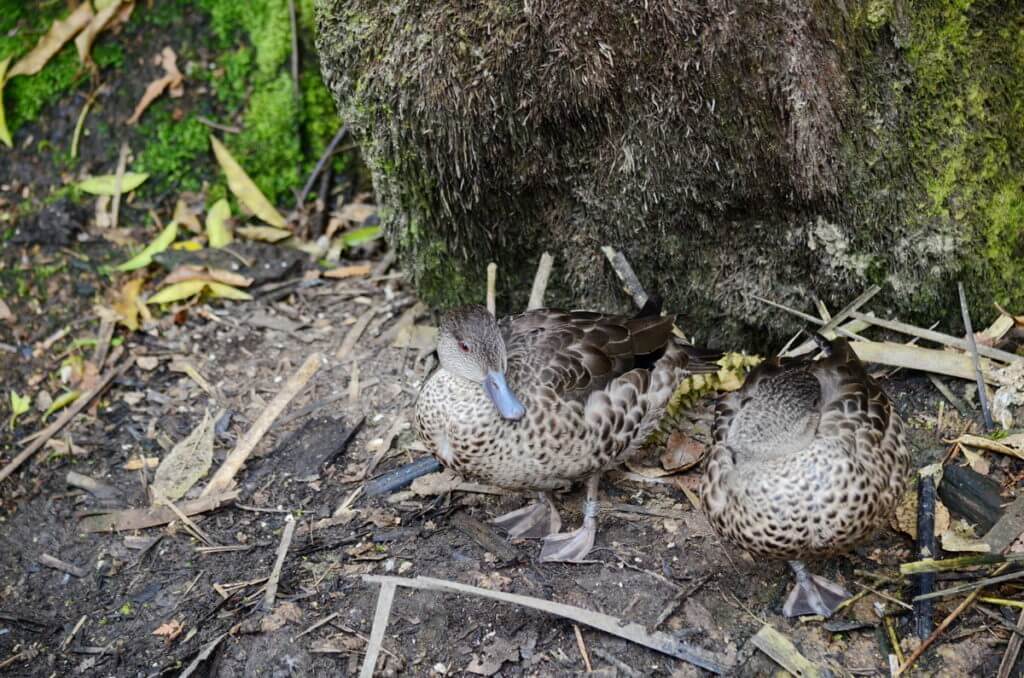 gray teal ducks, otorohanga kiwi house & native bird park, otorohanga, new zealand