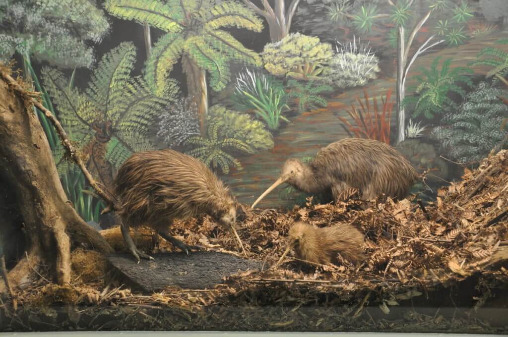 kiwi diorama, otorohanga kiwi house & native bird park, otorohanga, new zealand