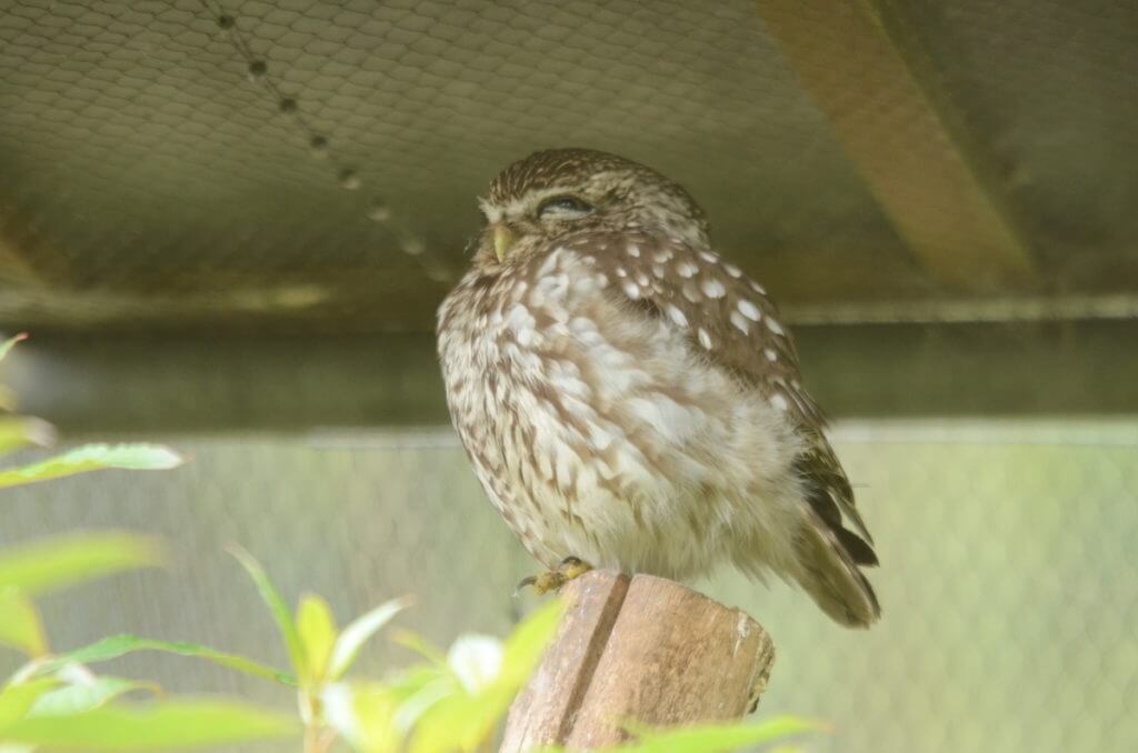 morepork owl, otorohanga kiwi house & native bird park, otorohanga, new zealand