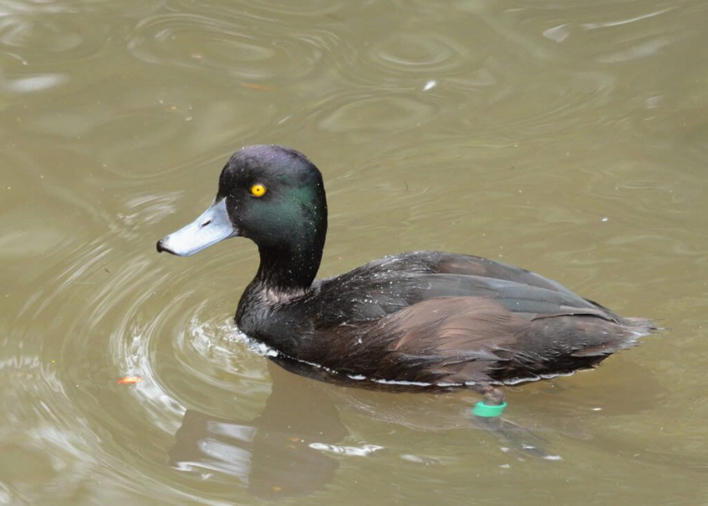 new zealand scaup, otorohanga kiwi house & native bird park, otorohanga, new zealand