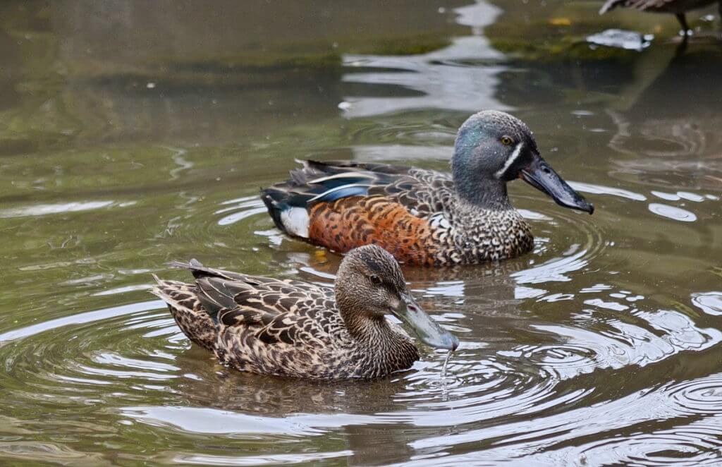 a pair of new zealand shovelers, otorohanga kiwi house & native bird park, otorohanga, new zealand