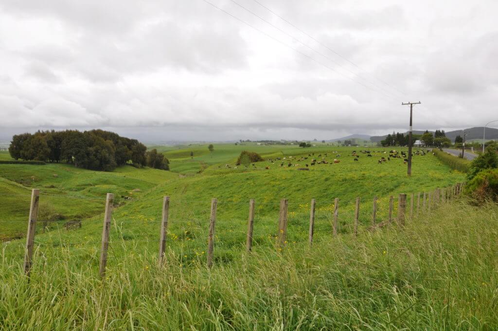 farm field, north island, new zealand
