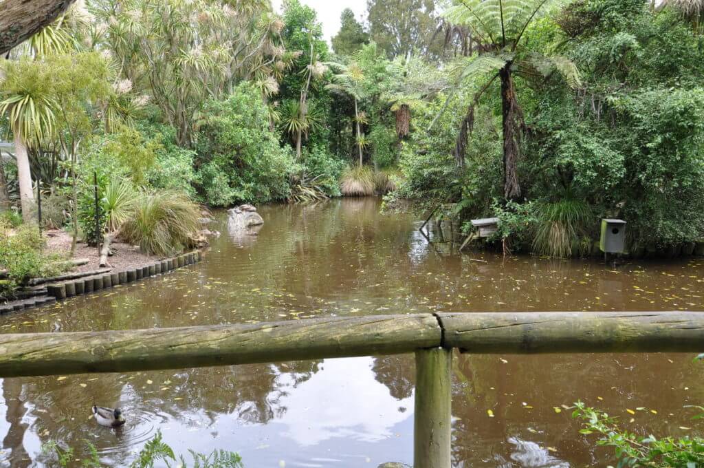 pond, otorohanga kiwi house & native bird park, otorohanga, new zealand