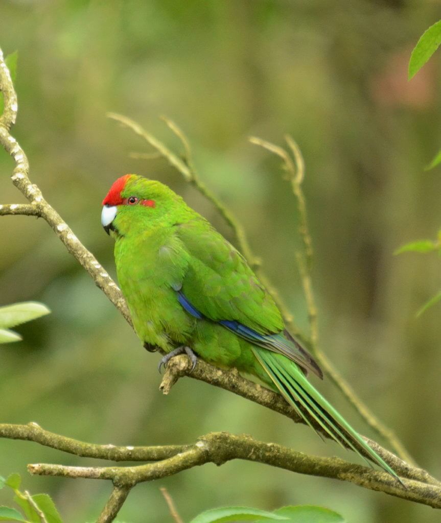 red-crowned parakeet, otorohanga kiwi house & native bird park, otorohanga, new zealand