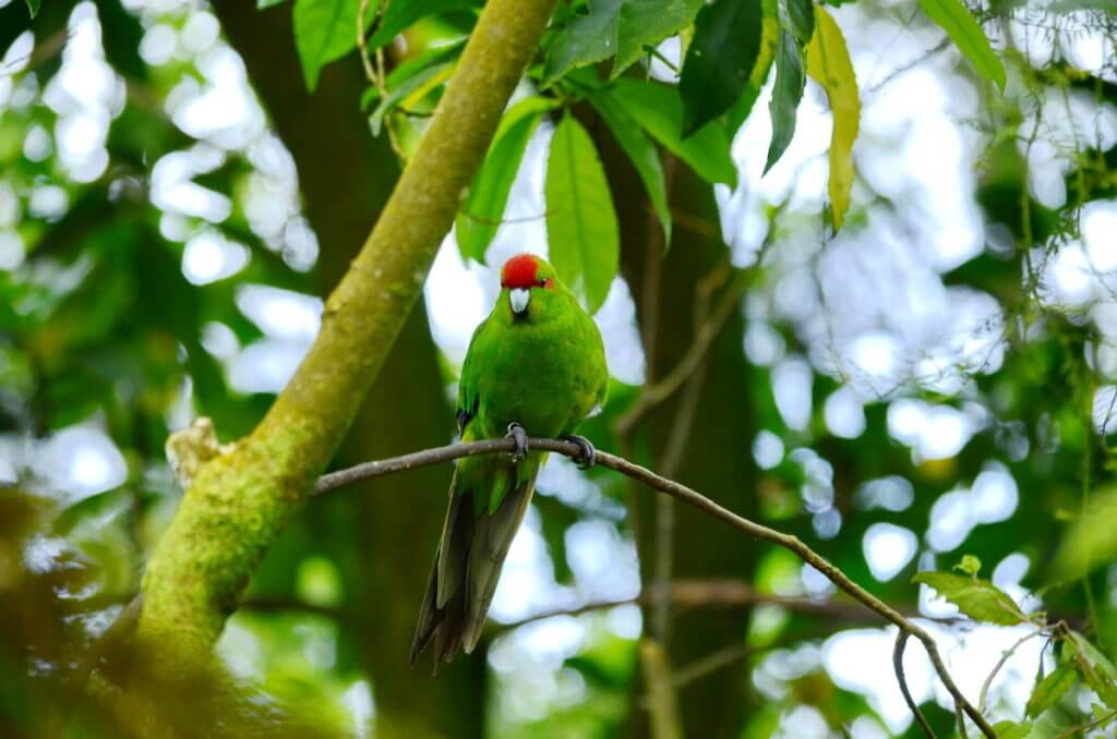red-crowned parakeet, otorohanga kiwi house & native bird park, otorohanga, new zealand