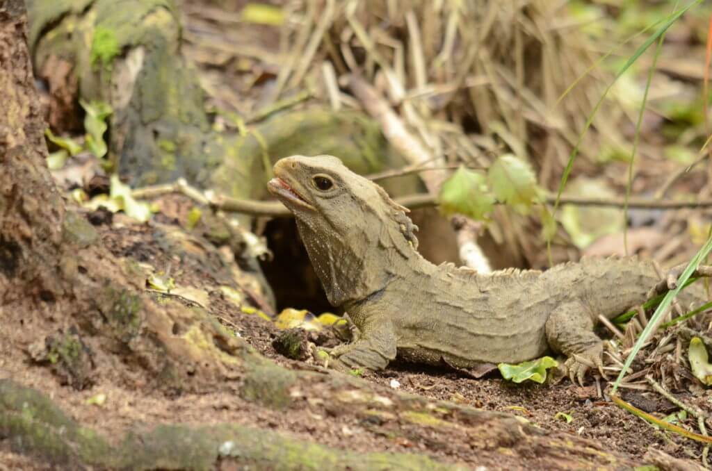 tuatara, otorohanga kiwi house & native bird park, otorohanga, new zealand
