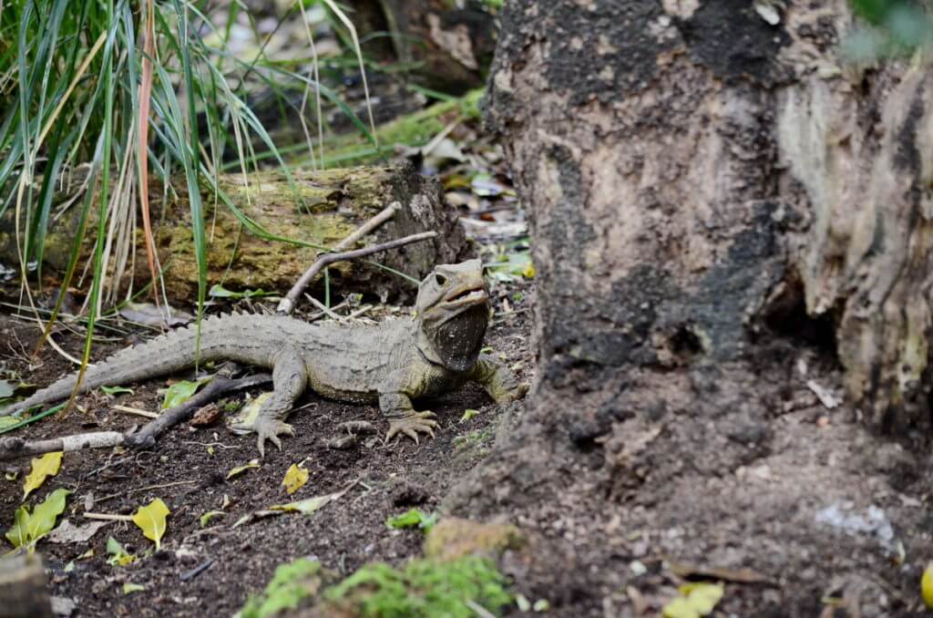 tuatara, otorohanga kiwi house & native bird park, otorohanga, new zealand