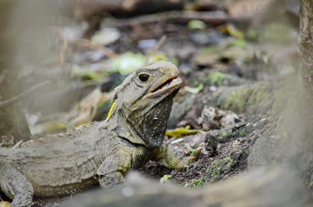 tuatara, otorohanga kiwi house & native bird park, otorohanga, new zealand
