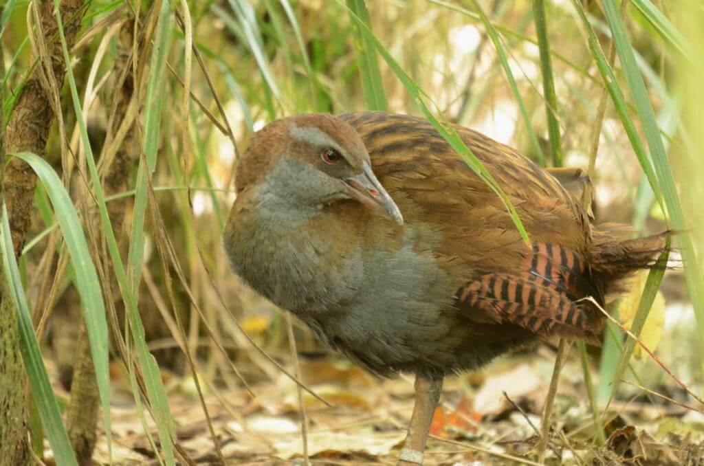 weka, otorohanga kiwi house & native bird park, otorohanga, new zealand