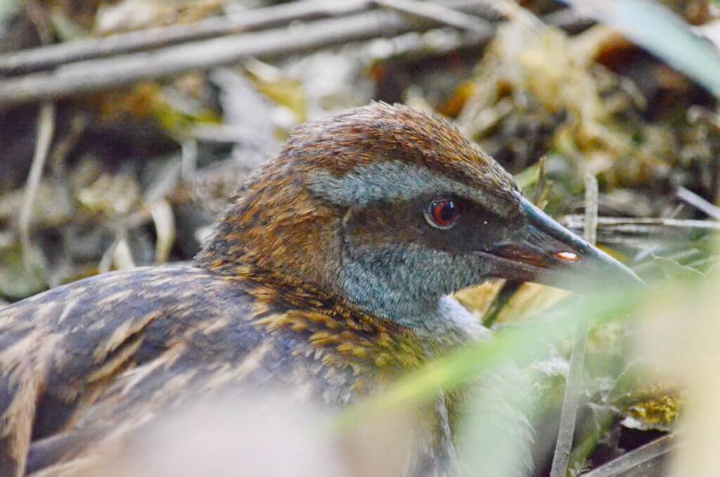 weka, otorohanga kiwi house & native bird park, otorohanga, new zealand