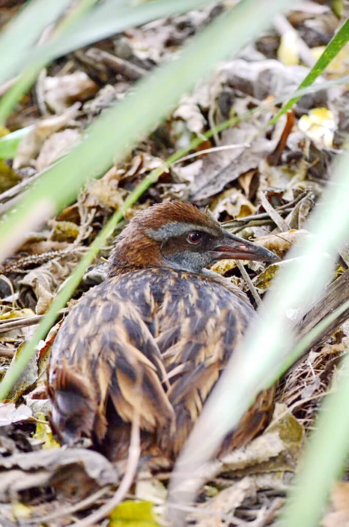 weka, otorohanga kiwi house & native bird park, otorohanga, new zealand