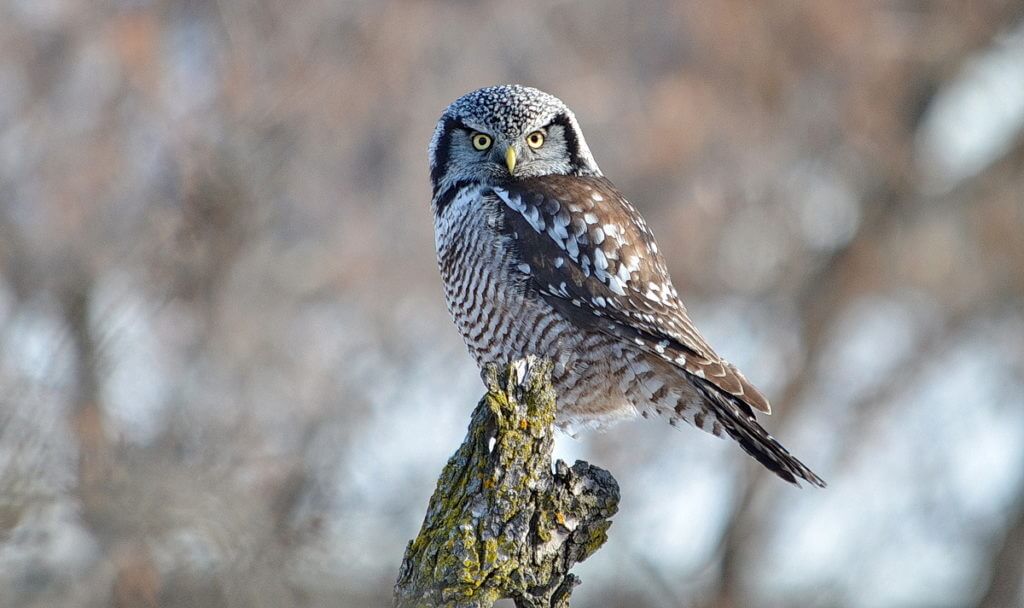 northern hawk owl, schomberg, ontario