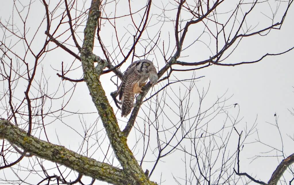 northern hawk owl with vole, schomberg, ontario