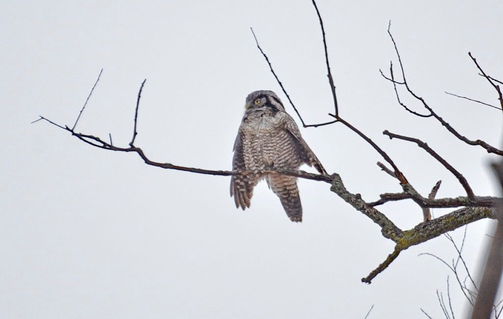 northern hawk owl, schomberg, ontario