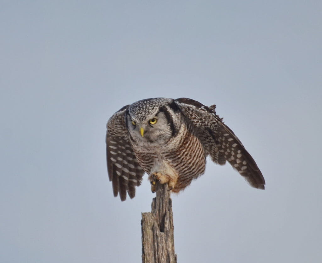 northern hawk owl, schomberg, ontario