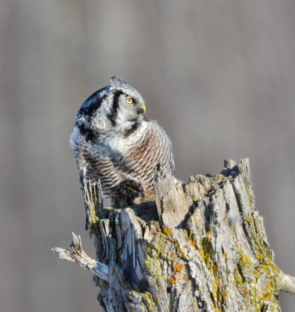 northern hawk owl, schomberg, ontario