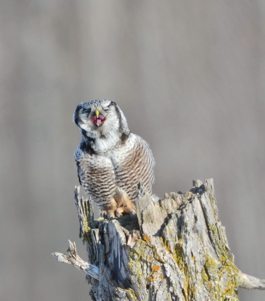 northern hawk owl, schomberg, ontario