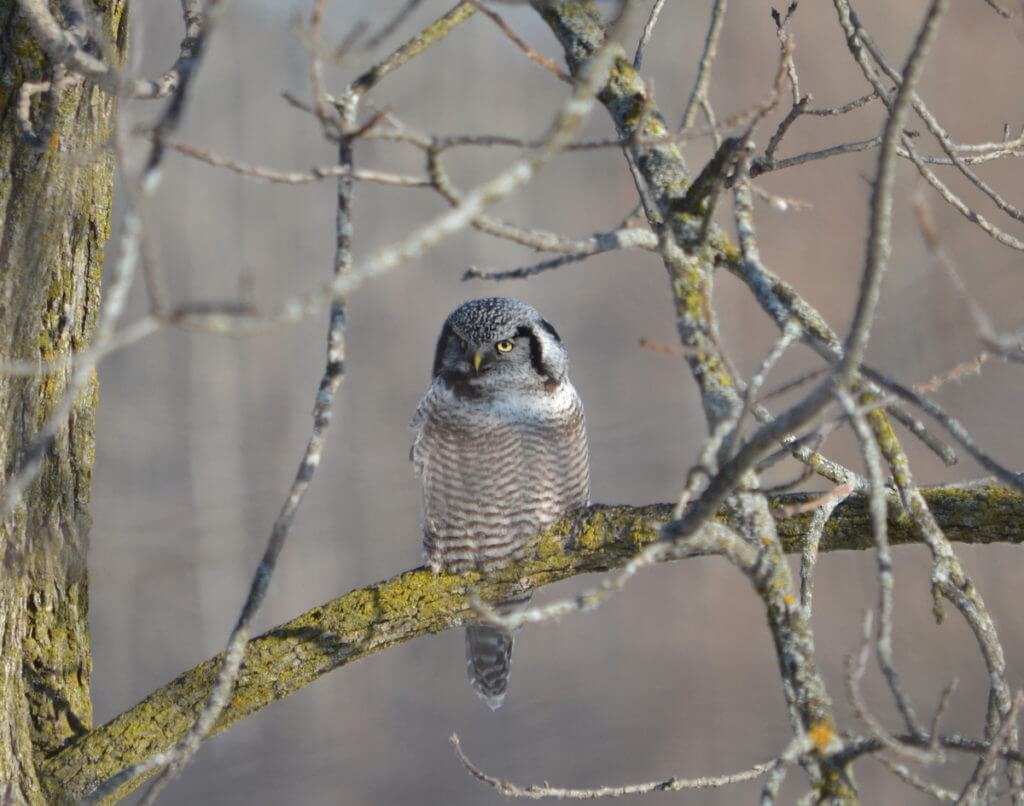 northern hawk owl, schomberg, ontario