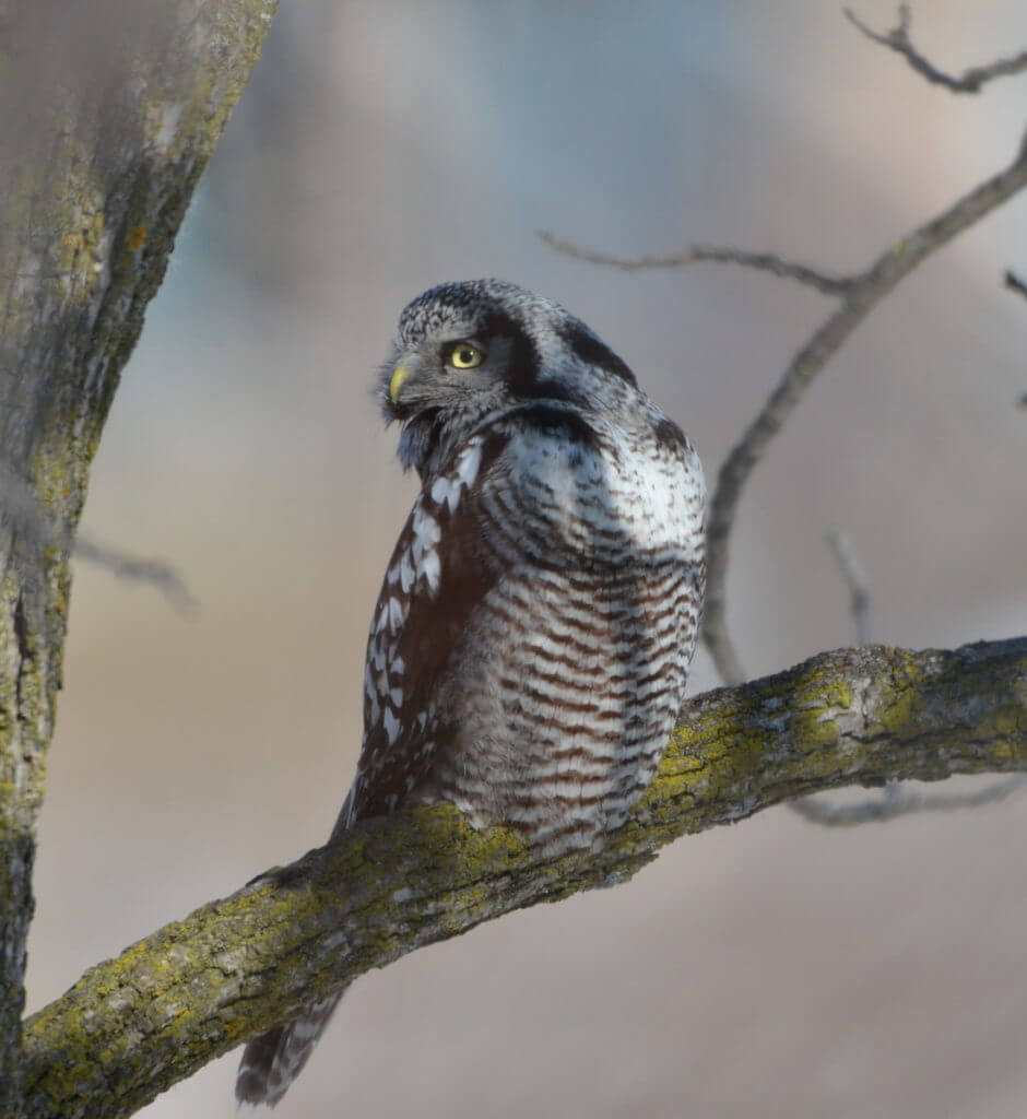 northern hawk owl, schomberg, ontario