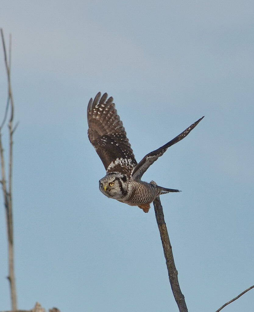 northern hawk owl, schomberg, ontario
