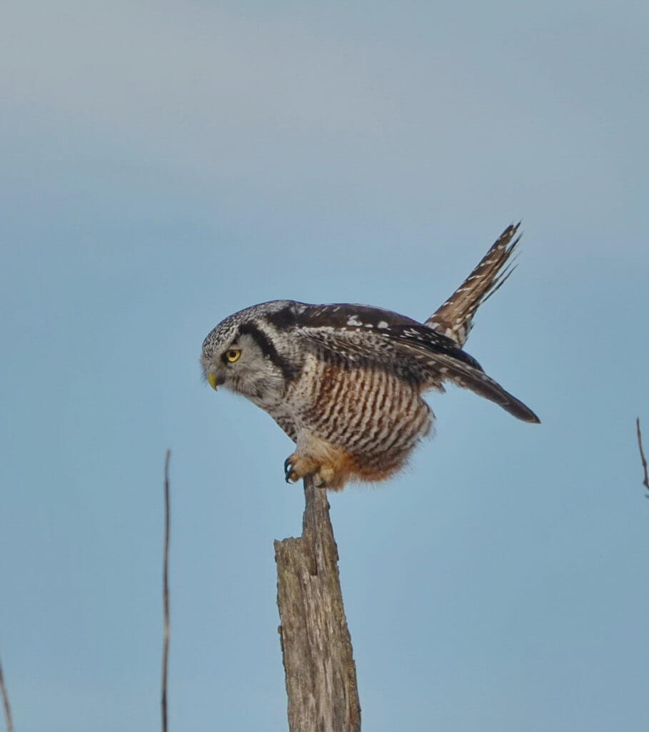 northern hawk owl, schomberg, ontario