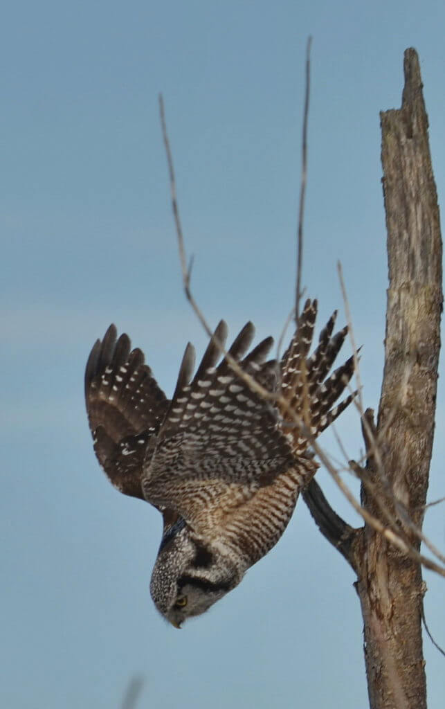 northern hawk owl, schomberg, ontario