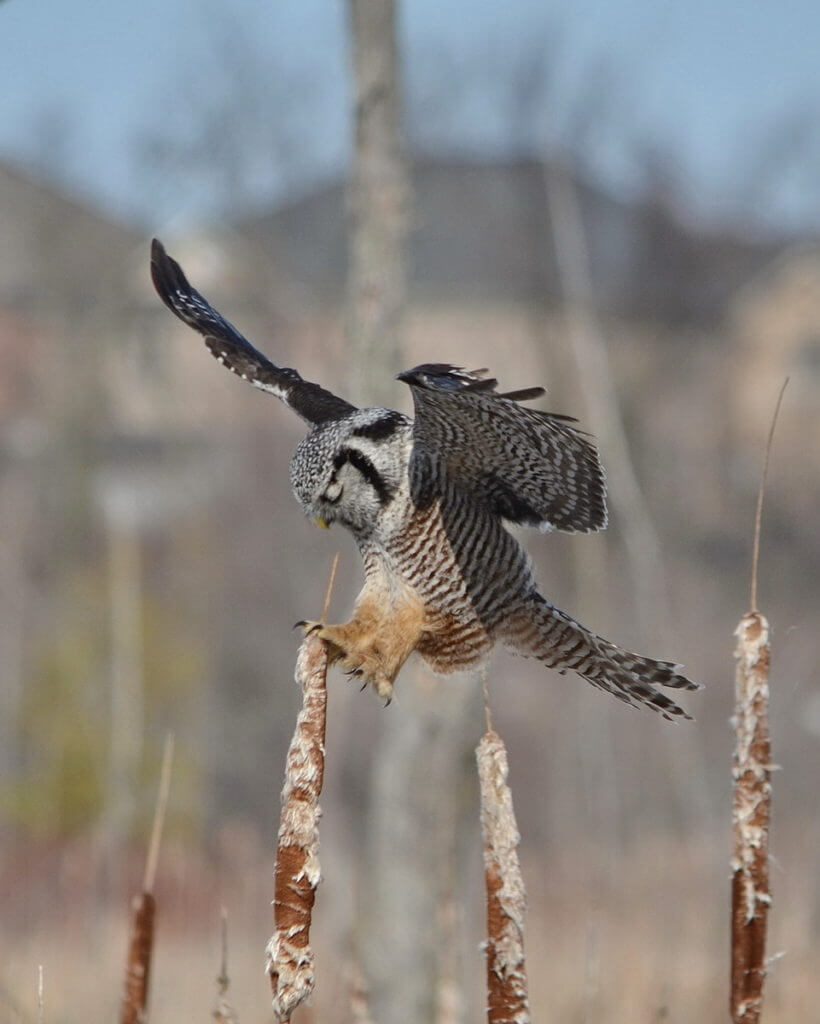 northern hawk owl, schomberg, ontario