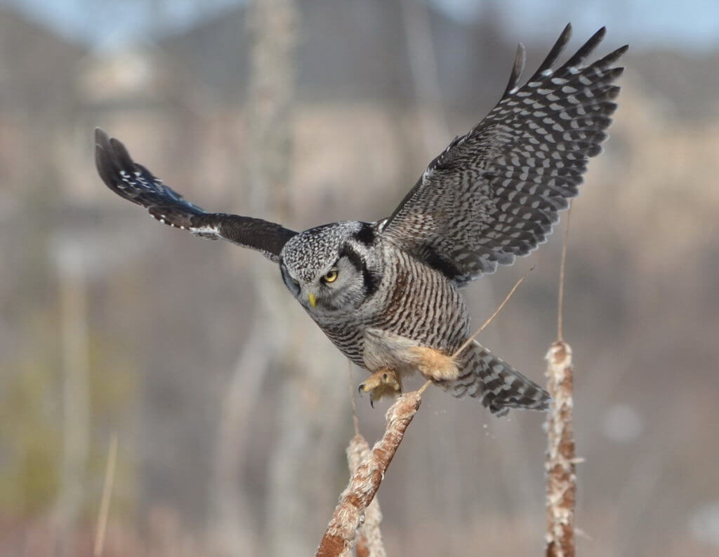 northern hawk owl, schomberg, ontario
