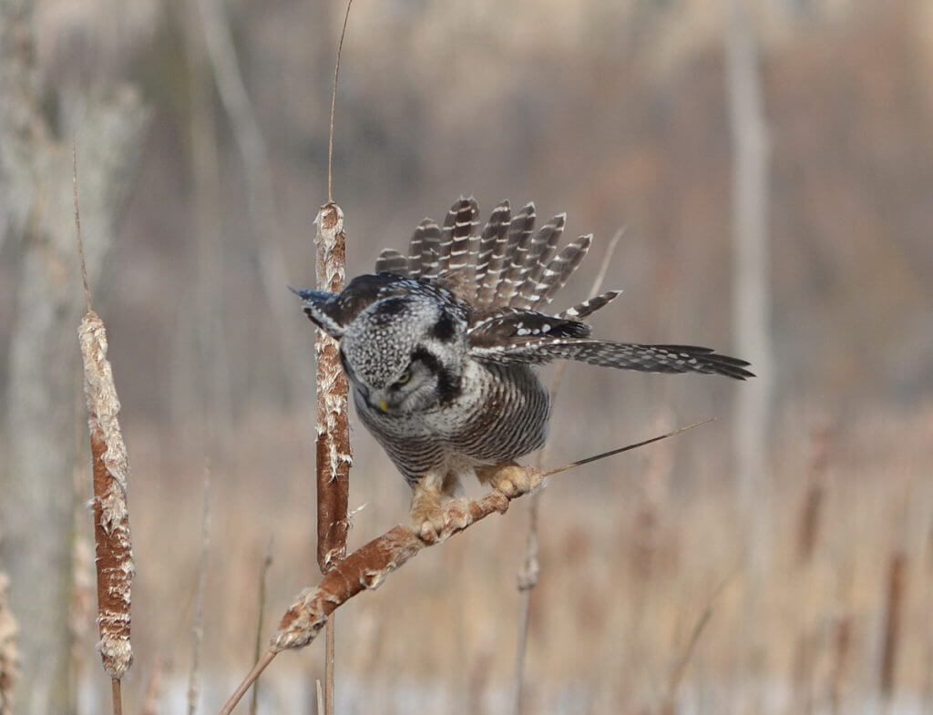 northern hawk owl, schomberg, ontario