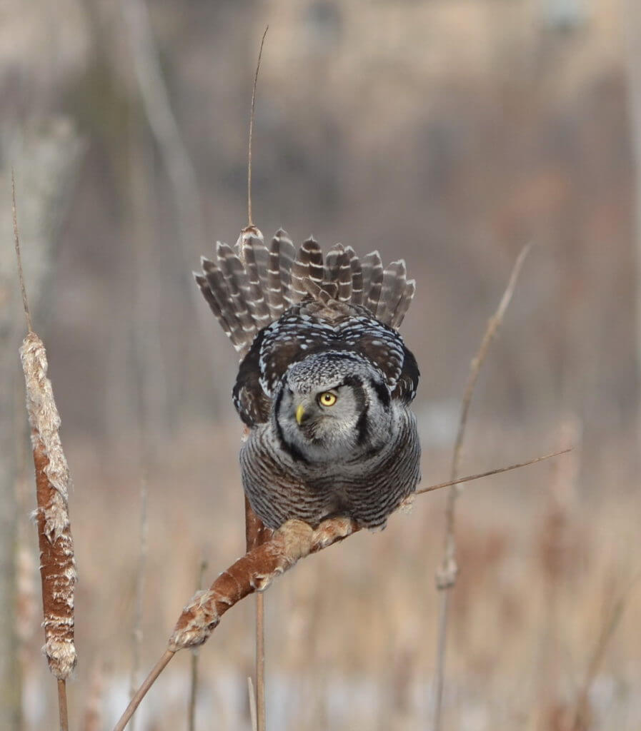 northern hawk owl, schomberg, ontario