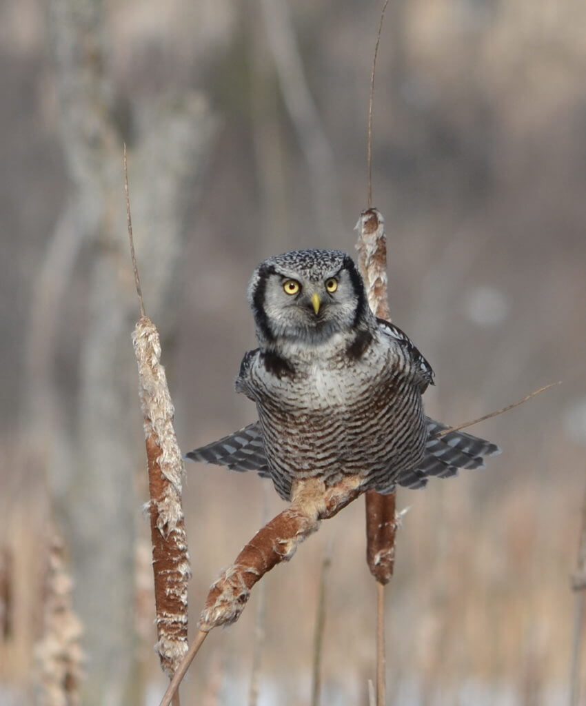northern hawk owl, schomberg, ontario