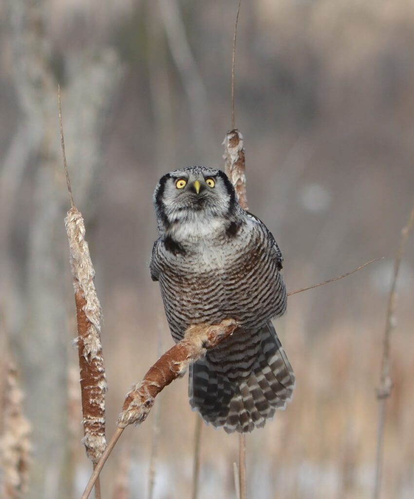 northern hawk owl, schomberg, ontario