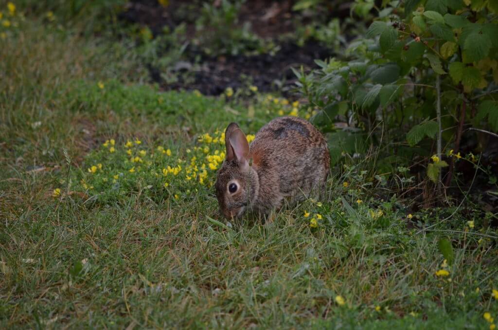 eastern cottontail rabbit
