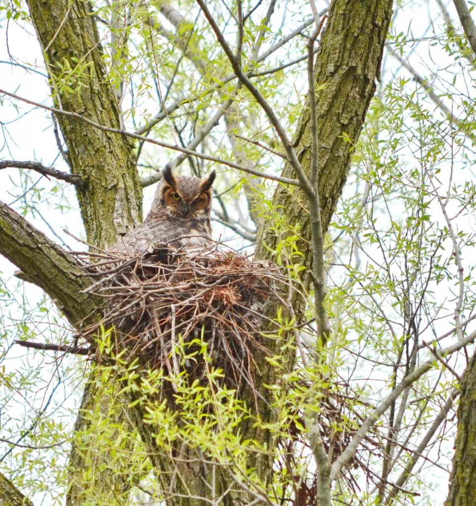 great horned owl in its nest, markham, ontario