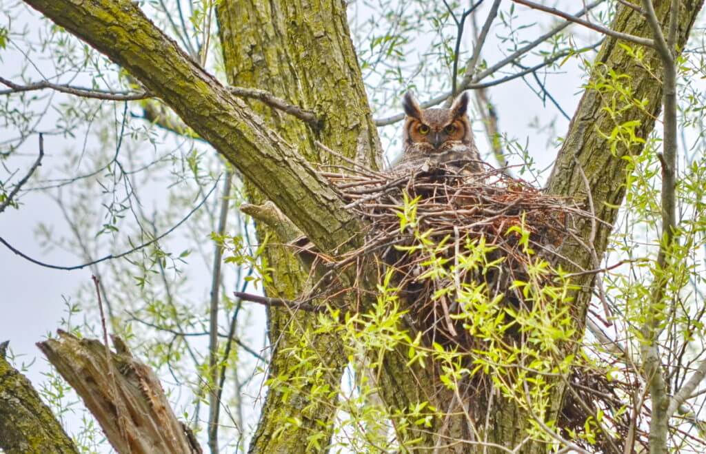 great horned owl in its nest, markham, ontario