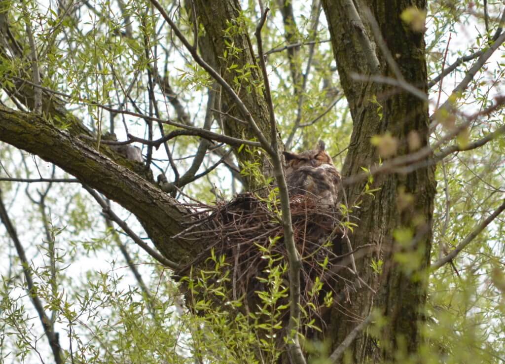 great horned owl in its nest, markham, ontario
