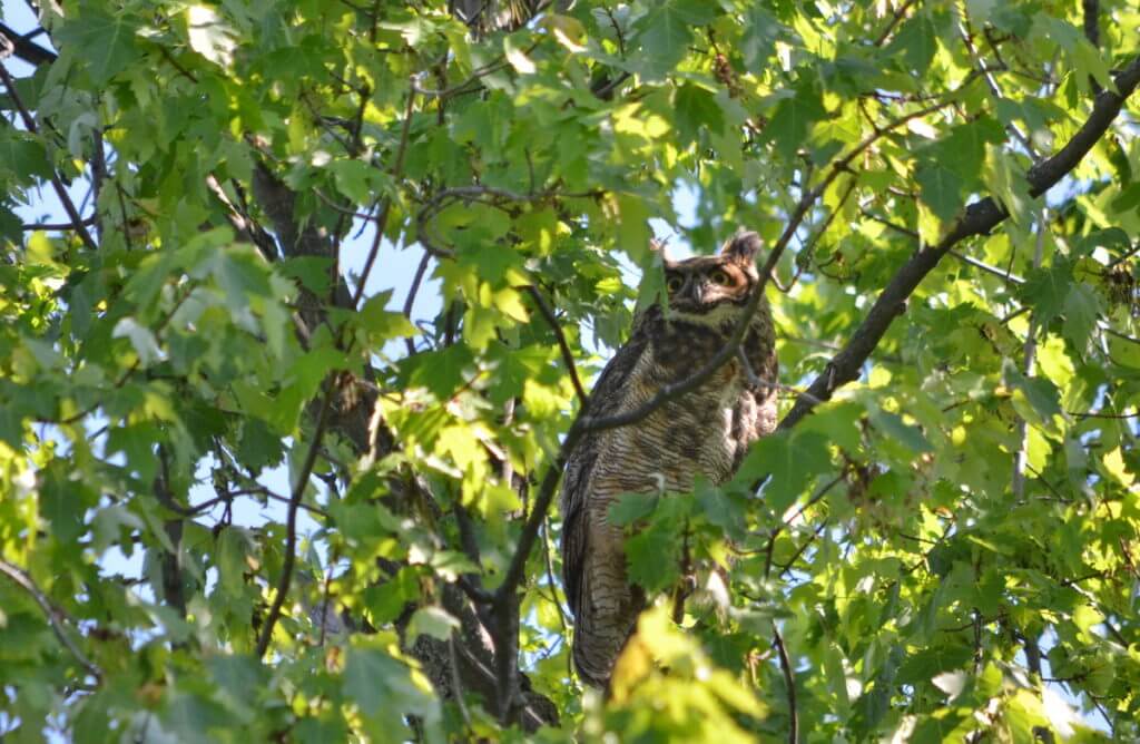 a great horned owl, markham, ontario