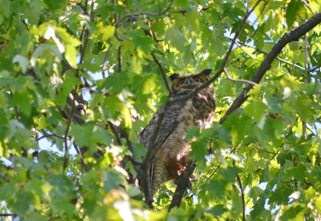 a great horned owl, markham, ontario