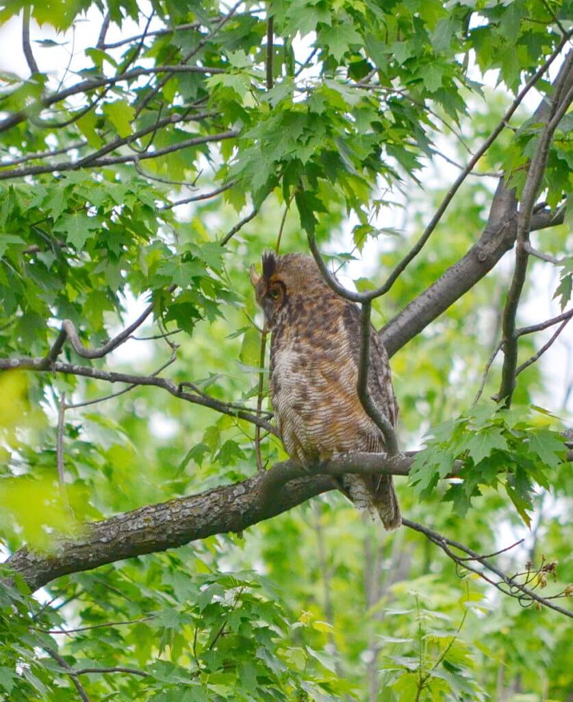 a great horned owl, markham, ontario