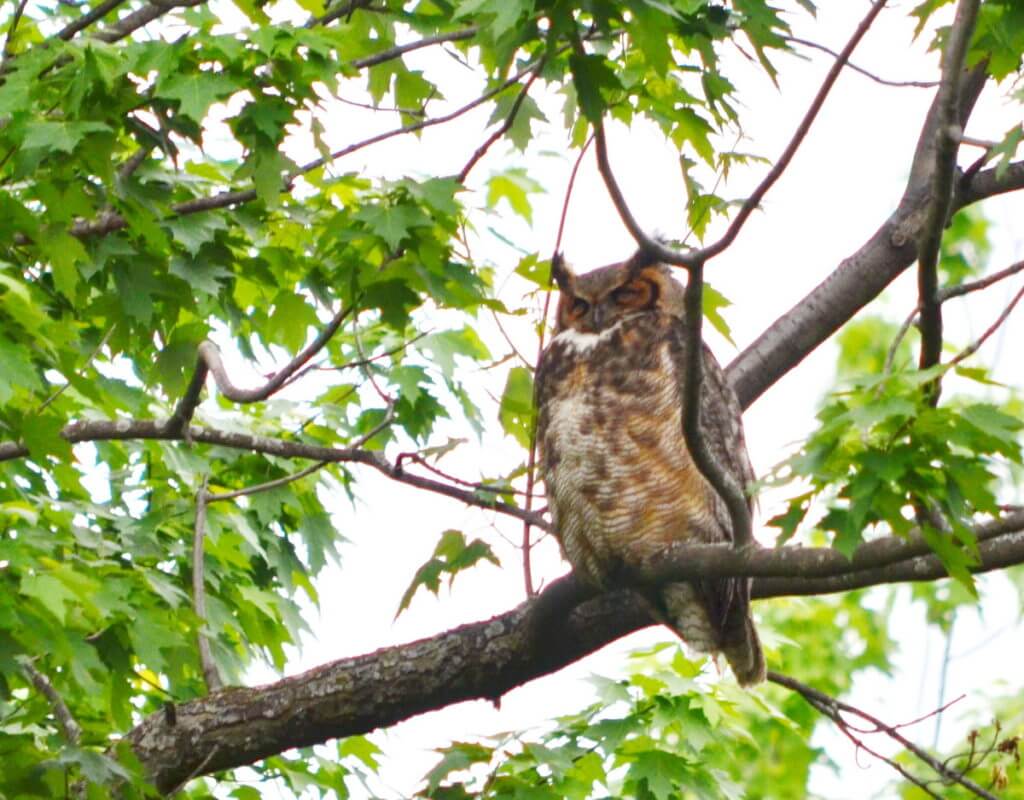 a great horned owl, markham, ontario