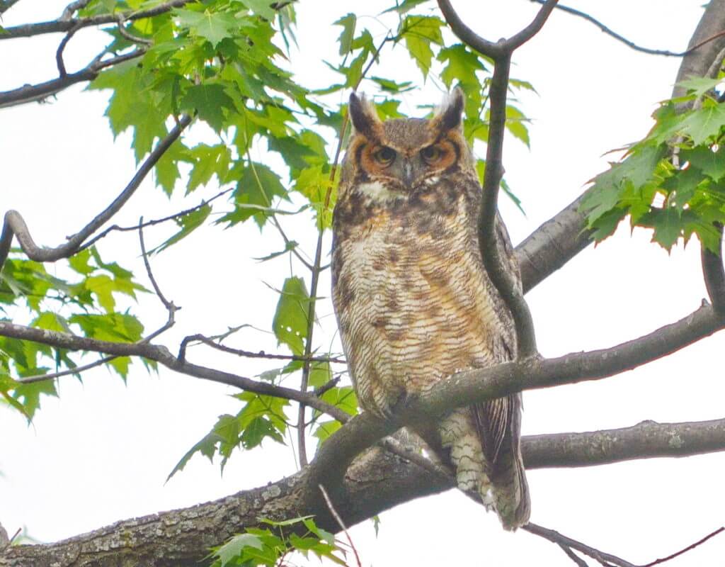 a great horned owl, markham, ontario