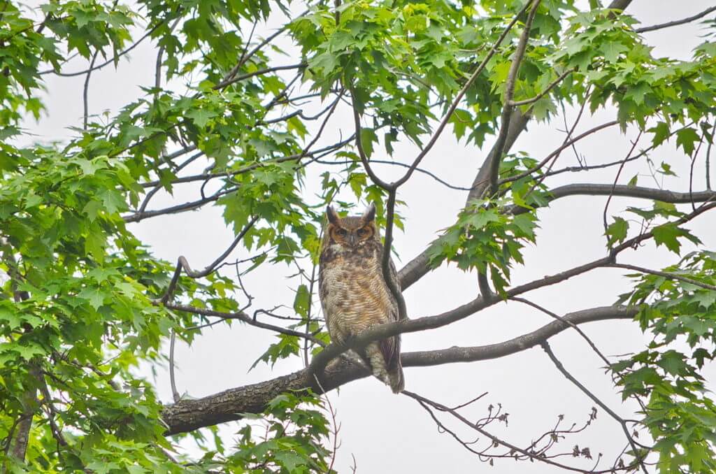 a great horned owl, markham, ontario