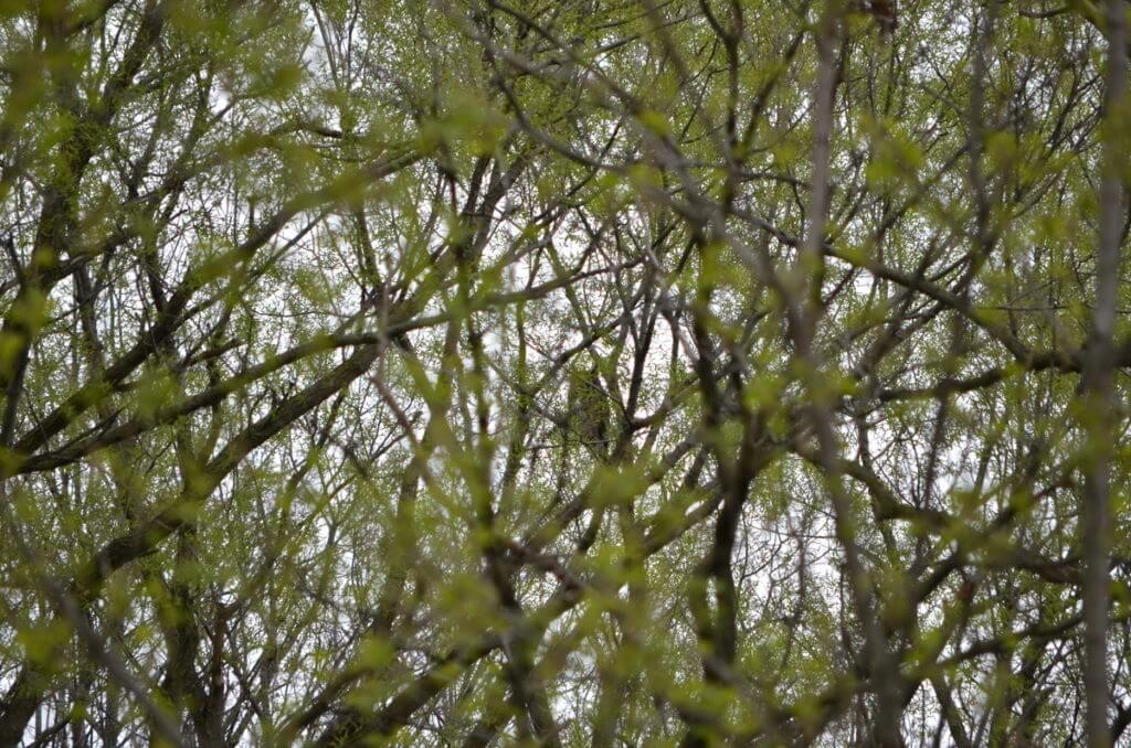 great horned owl in dense tangle of trees, markham, ontario