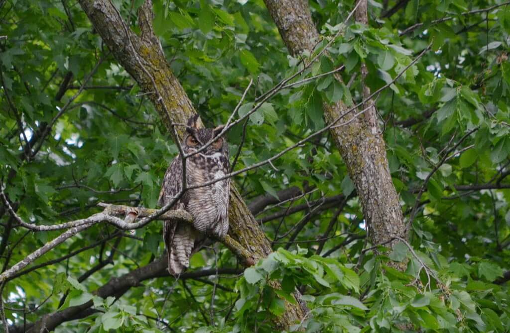 a great horned owl, markham, ontario