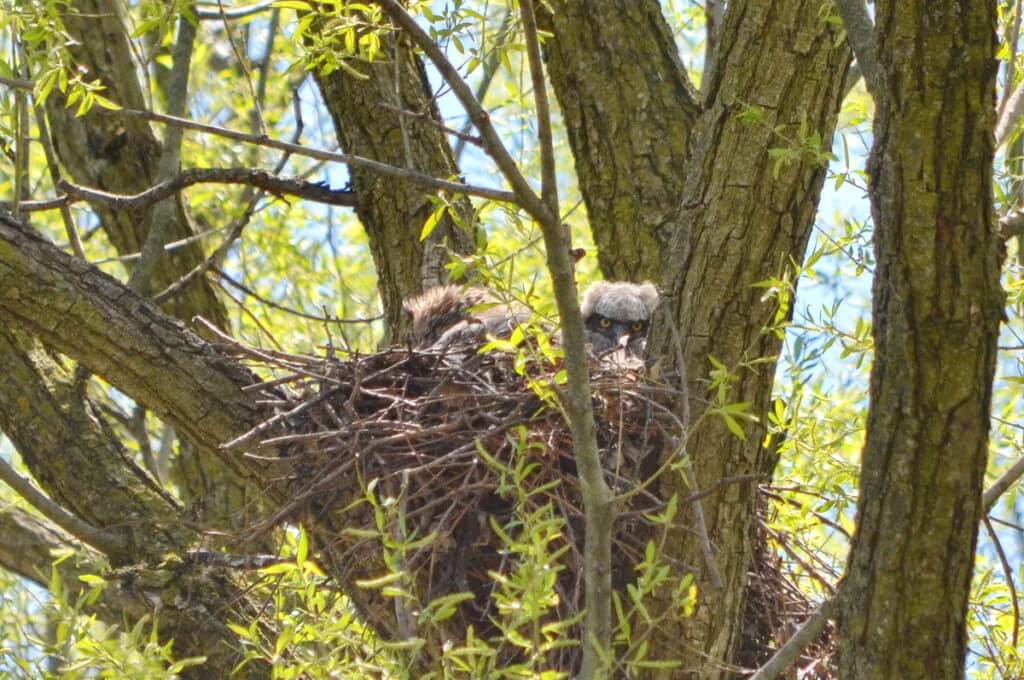 great horned owlet and adult in nest, markham, ontario