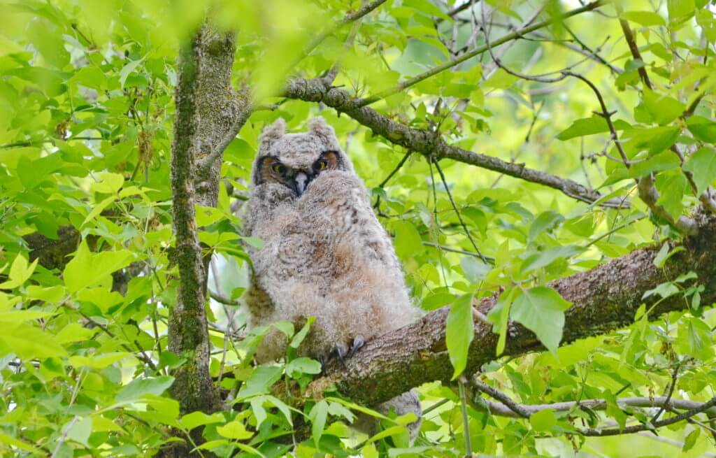 a great horned owlet, markham, ontario