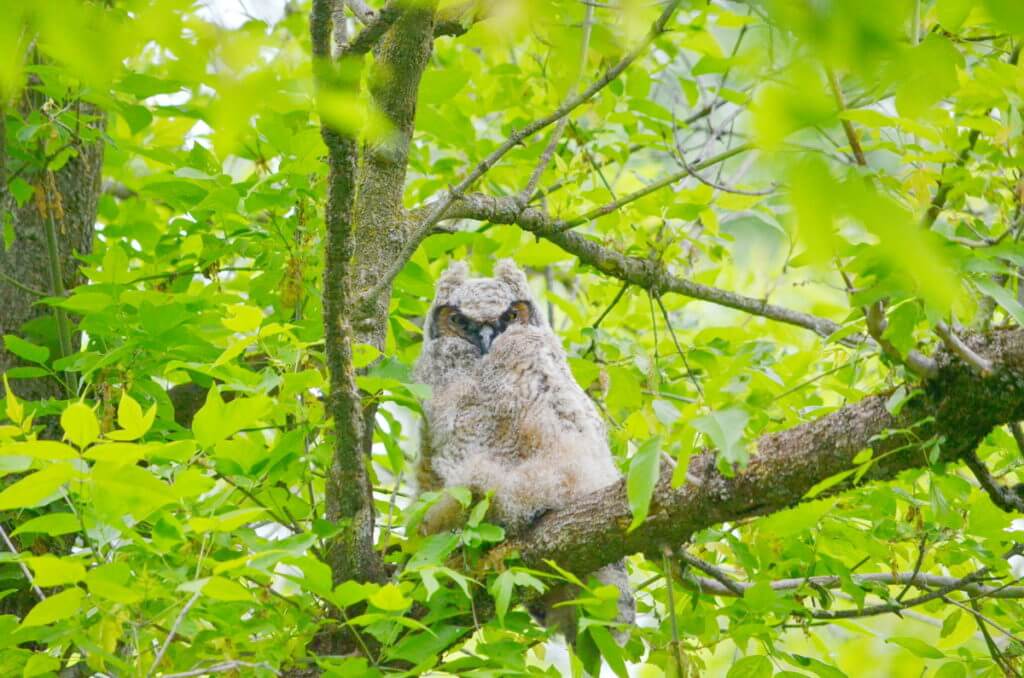 a great horned owlet, markham, ontario
