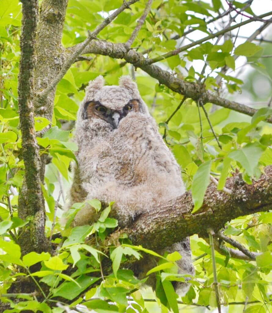 a great horned owlet, markham, ontario