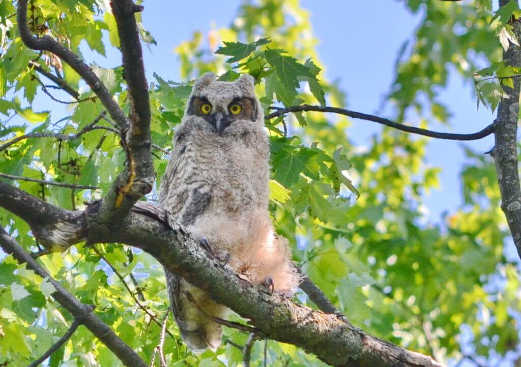 a great horned owlet, markham, ontario