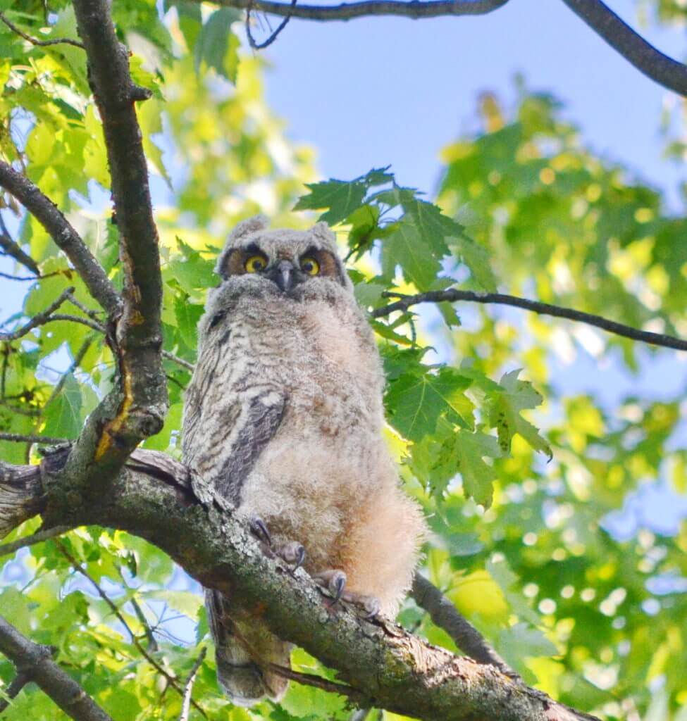 a great horned owlet, markham, ontario